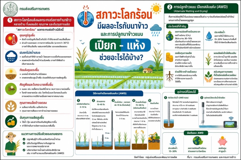 การปลูกข้าวแบบ เปียกสลับแห้ง (Alternate Wetting and Drying : AWD)