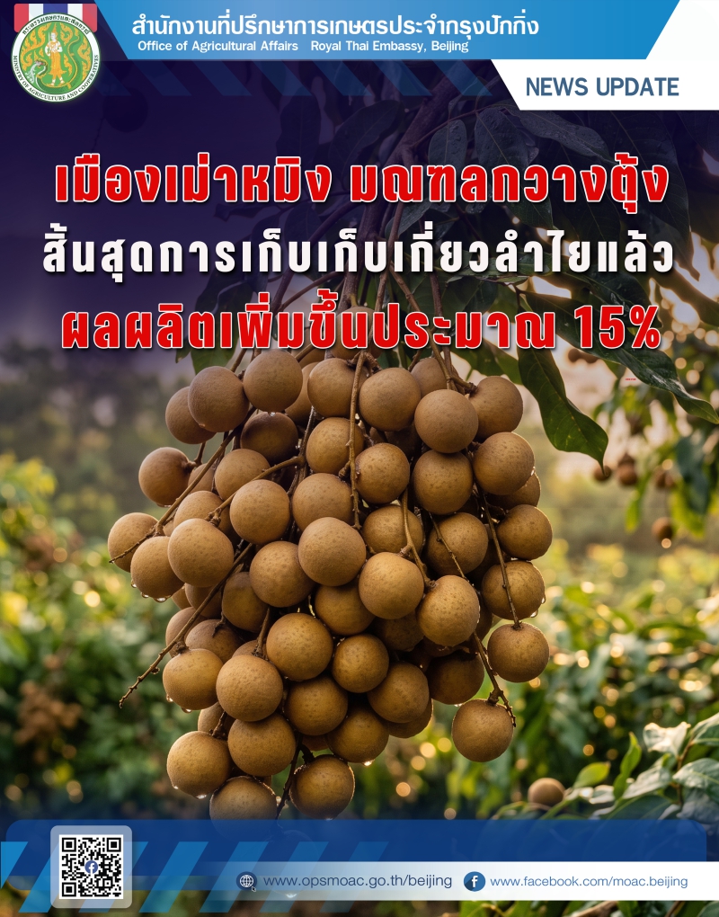 “เมืองเม่าหมิงมณฑลกวางตุ้ง”แหล่งผลิตลำไยที่มีชื่อเสียงของจีน