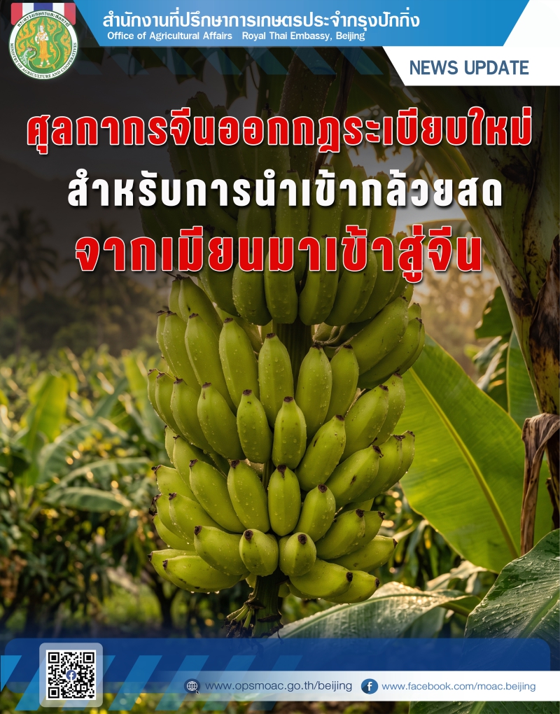กฎระเบียบใหม่สำหรับการส่งออกกล้วยสดจากเมียนมาไปยังจีน