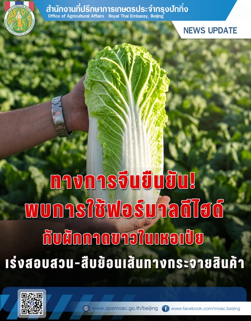 “ทางการจีนยืนยัน!พบการใช้ฟอร์มาลดีไฮด์กับผักกาดขาวในเหอเป่ย