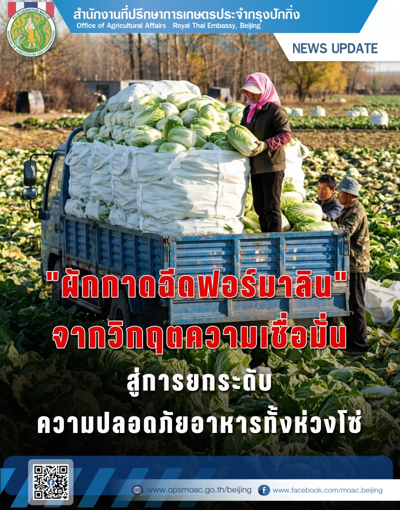 ผักกาดขาวฉีดฟอร์มาลดีไฮด์