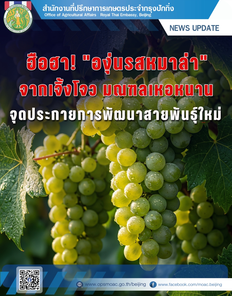 ฮือฮา!องุ่นรสหมาล่าจากเจิ้งโจวมณฑลเหอหนาน