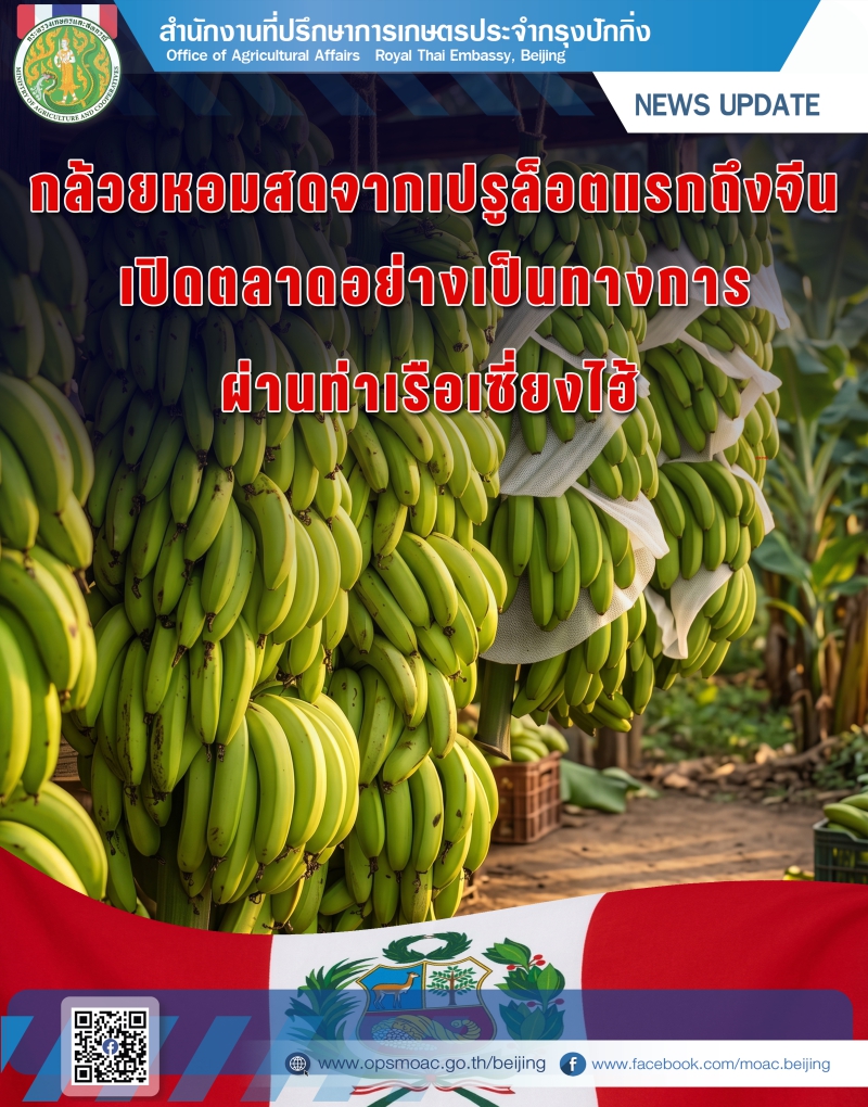กล้วยหอมสดจากเปรูล็อตแรกถึงจีน