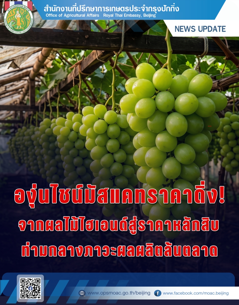 องุ่นไชน์มัสแคทราคาดิ่ง!