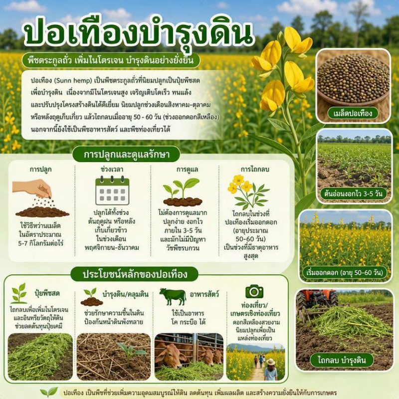 ปอเทืองบำรุงดิน