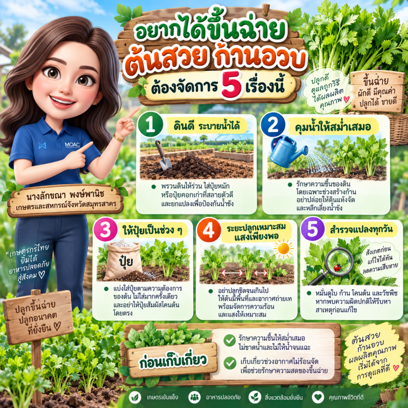 อยากได้ขึ้นฉ่ายต้นสวย ก้านอวบ ต้องจัดการ 5 เรื่อง