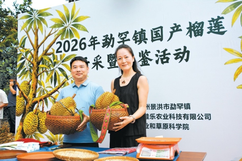 เขตฯสิบสองปันนาของมณฑลยูนนานจัดงานเก็บและชิมทุเรียนเป็นครั้งแรก
