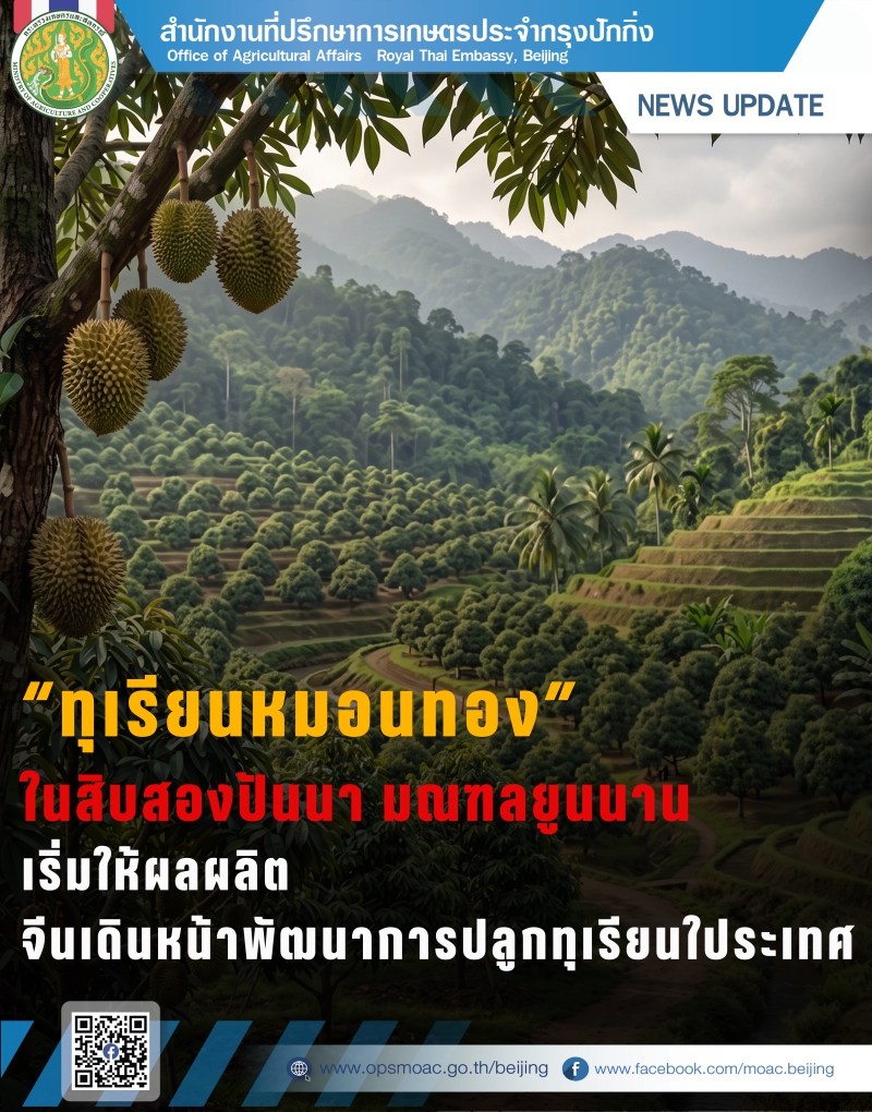 ทุเรียนหมอนทองในสิบสองปันนา