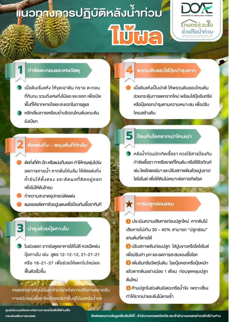 แนวทางการปฏิบัติหลังน้ำท่วม ไม้ผล