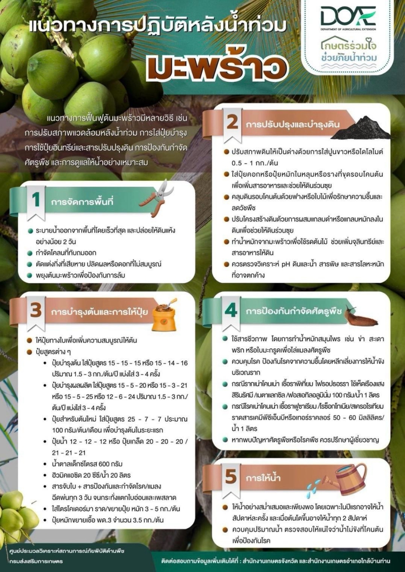แนวทางการปฏิบัติหลังน้ำท่วม มะพร้าว