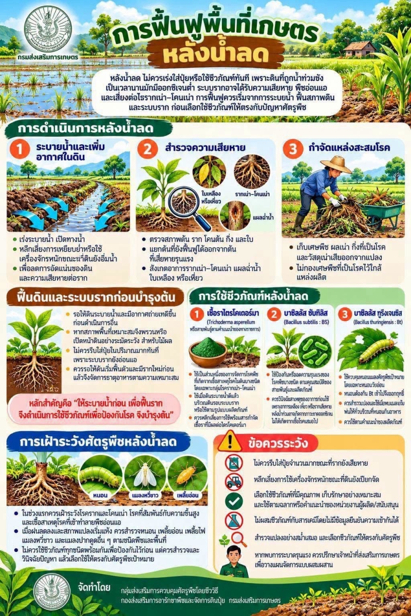 การฟื้นฟูที่เกษตร หลังน้ำลด