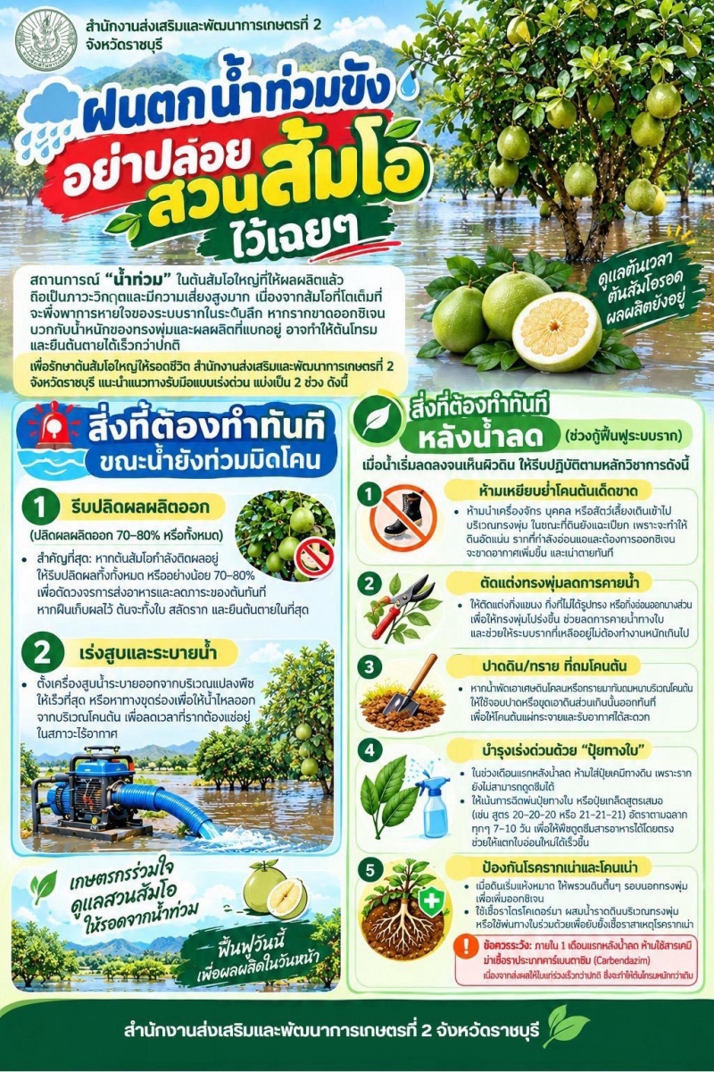 ฝนตก น้ำท่วมขับ อย่าปล่อยสวนส้มโอไว้เฉยๆ