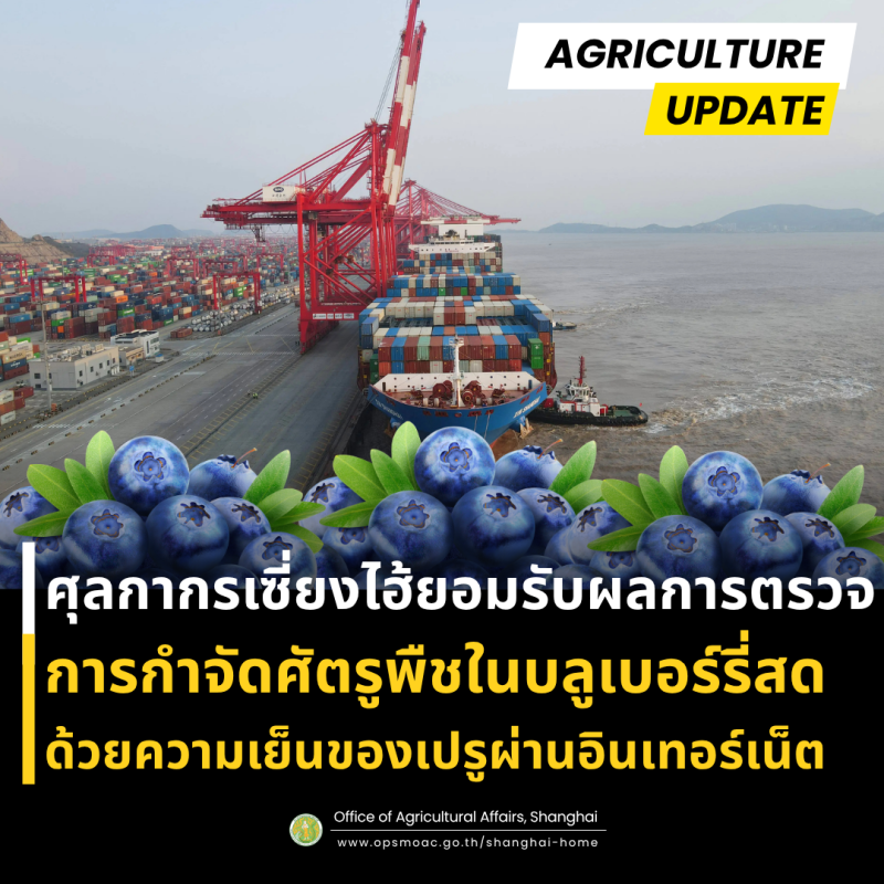 ศุลกากรเซี่ยงไฮ้ยอมรับผลการกำจัดศัตรูพืชด้วยความเย็นในบลูเบอร์รี่สดของทางการเปรูผ่านอินเทอร์เน็ต