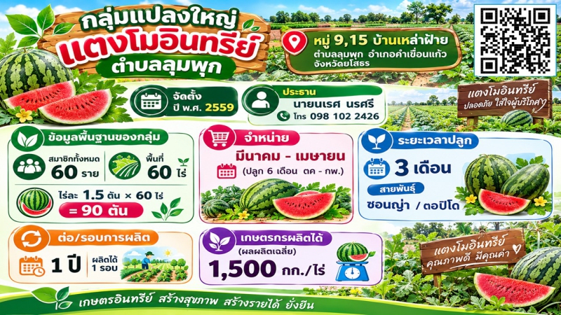 กลุ่มแปลงใหญ่แตงโมอินทรีย์ตำบลลุมพุก