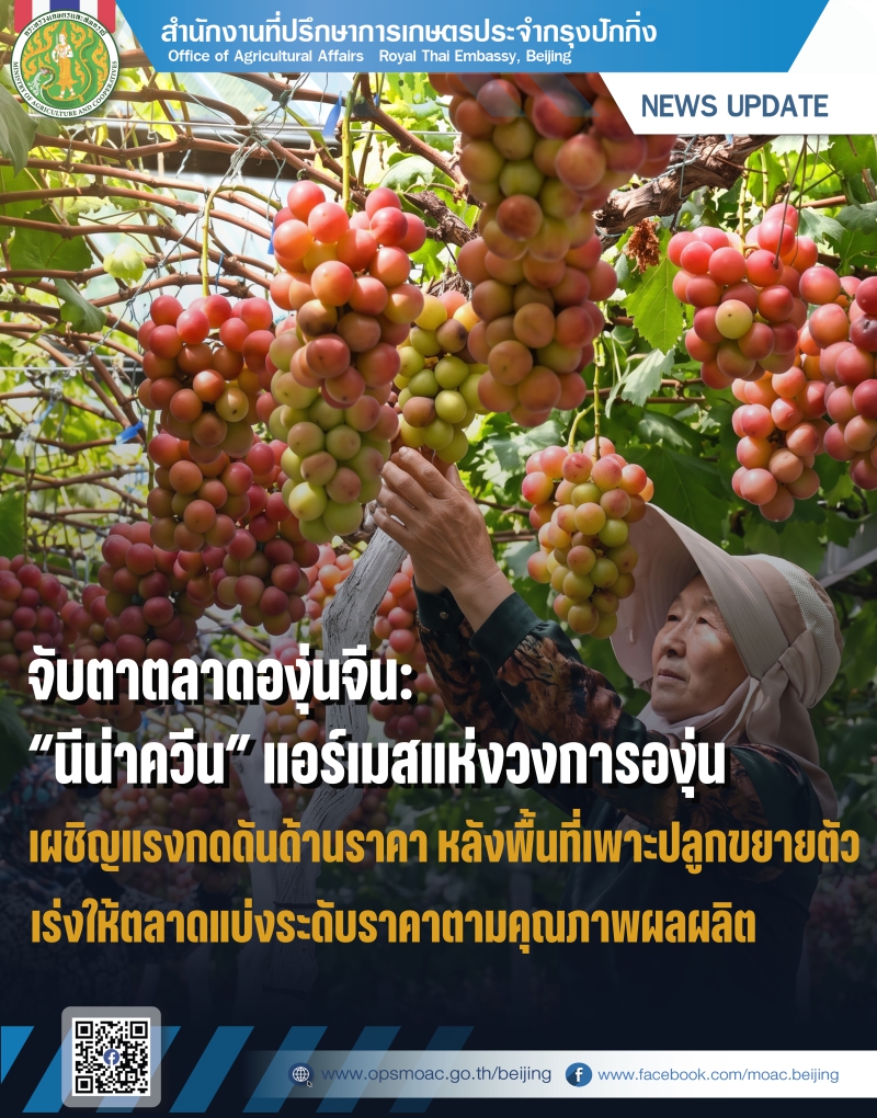 จับตาตลาดองุ่นจีน:
