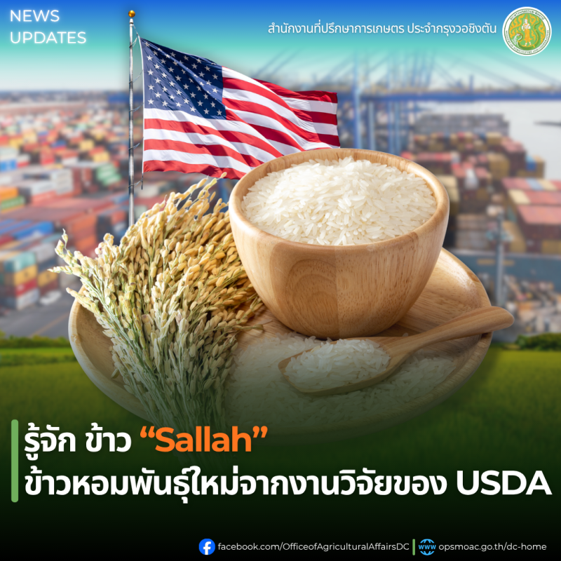 รู้จัก ข้าว “Sallah” ข้าวหอมพันธุ์ใหม่จากงานวิจัยของ USDA
