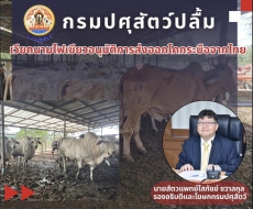 กรมปศุสัตว์ปลื้ม!เวียดนามไฟเขียวอนุมัติส่งออกโคกระบือจากไทย