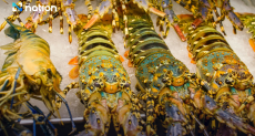 Export of lobsters to China soars to half a billion baht