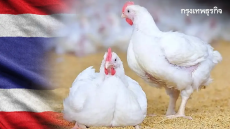 泰国成世界第三大鸡肉出口国！