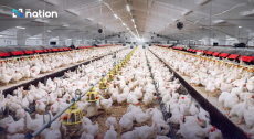 Thailand is world’s 3rd-largest chicken exporter, generates THB100 bn revenue