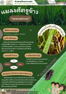 แมลงศัตรูข้าว ระยะแตกกอ