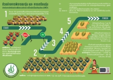 หลักปฏิบัติในการตรวจและรับผลทุเรียน