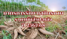 มาตรการรักษาเสถียรภาพราคามันสำปะหลัง ปี 2567/68