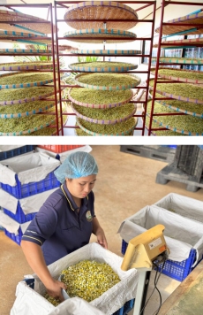 泰国农业研究发展局打造泰国最大的菊花—洋甘菊加工中心