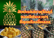 สับปะรด Siam Gold ของดี “ประจวบคีรีขันธ์” ที่คุณต้องลอง