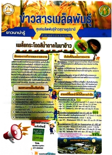 ข่าวสารเมล็ดพันธุ์ข้าว