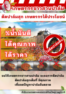 เกษตรกรชาวสวนปาล์ม ตัดปาล์มสุก เกษตรกรได้ประโยชน์