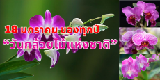 18 มกราคมของทุกปี เป็น วันกล้วยไม้แห่งชาติ