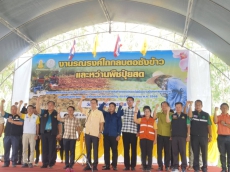 สนง.กษ.อำนาจเจริญร่วมเป็นเกียรติในงานรณรงค์ไถกลบตอชังข้าวและหว่านปุยพืชสด