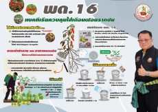 พด. 16 แบคทีเรียควบคุมไส้เดือนฝอยรากปม