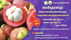 ขอเชิญอุดหนุนมังคุดจากเกษตรกรจังหวัดระยอง