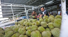Thai durian farmers reap gains from smart solutions