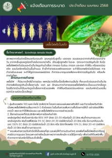การระบาดเพลี้ยไฟในพริก