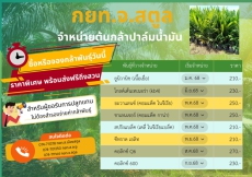 กยท.จังหวัดสตูล จำหน่าย ต้นกล้าปาล์มน้ำมัน