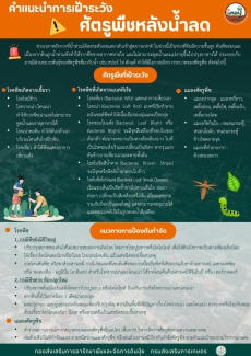 คำแนะนำการเฝ้าระวังศัตรูพืชหลังน้ำลด