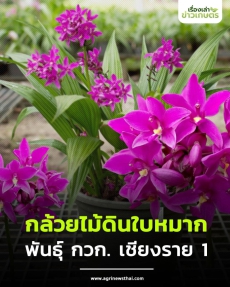 กล้วยไม้ดินใบหมาก
