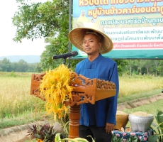 ร่วมกิจกรรมหิ้วปิ่นโตเกี่ยวข้าวแปลงนาสาธิต