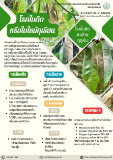 โรคใบติดหรือโรคใบไหม้ทุเรียน