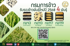 กรมการข้าว รับรองข้าวพันธุ์ใหม่ ปี2568 จำนวน 4 พันธุ์