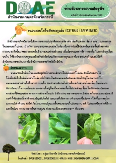 แจ้งตือนเกษตรกรเฝ้าระวัง ‼️ หนอนชอนใบในพืชตระกูลส้ม