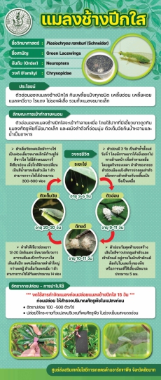 แมลงช้างปีกใส (Green Lacewings)