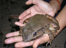 诗丽吉皇太后与布莱斯河蛙的保护