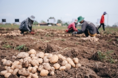 “乐事”薯片支持泰国农户种植马铃薯