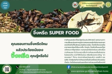 จิ้งหรีด Super food