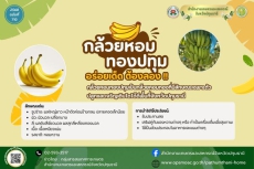 กล้วยหอมทองปทุม ที่มา คุณประโยชน์