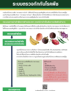 ประกาศเกี่ยวกับระบบกักกันพืชของญี่ปุ่น (ฉบับภาษาไทย)